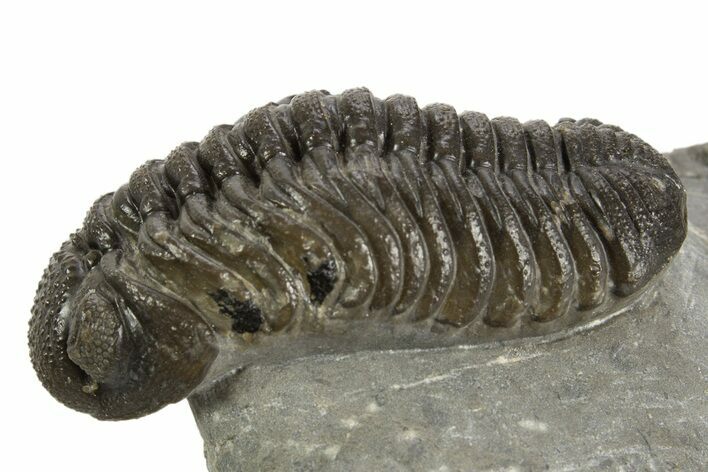 Detailed Morocops Trilobite - Ofaten, Morocco #323593